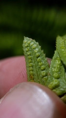 Polystichum imbricans imbricans