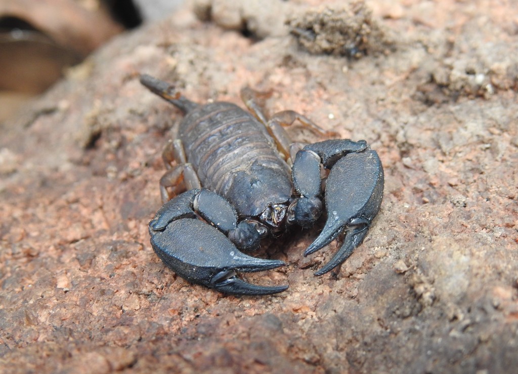 Hormurus