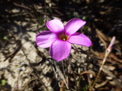 Oxalis polyphylla