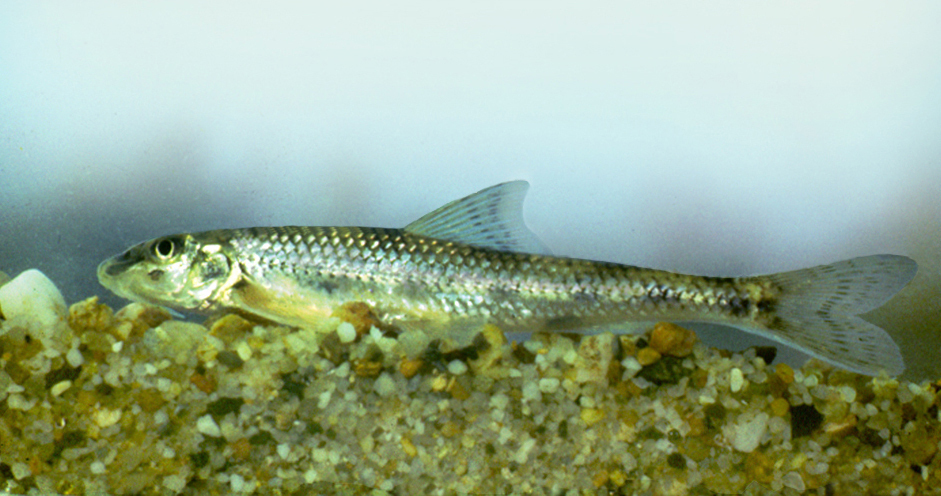 Kessler's Gudgeon