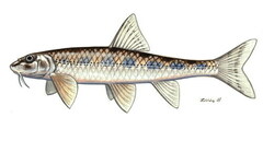 Kessler's Gudgeon photo 2