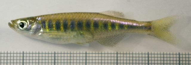 Inlecypris