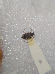 Exocentrus lusitanus