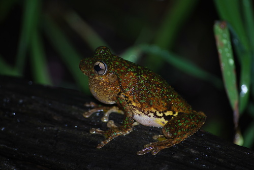Peron's Tree Frog, Upper Kandanga, QLD, AU, photo 6 of 10