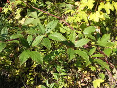 Rubus montanus