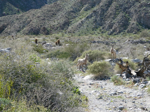 iNaturalist observation photo of Desert Bighorn Sheep