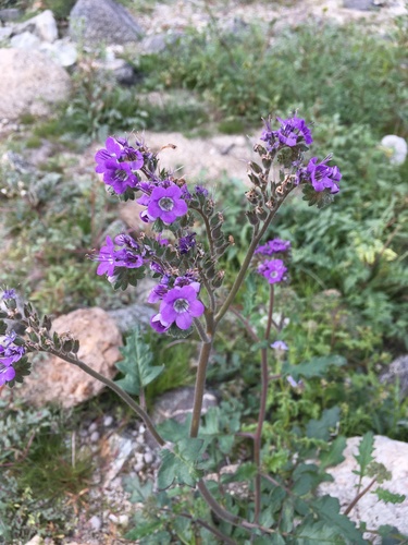 iNaturalist observation photo of Notch-leaf Scorpionweed