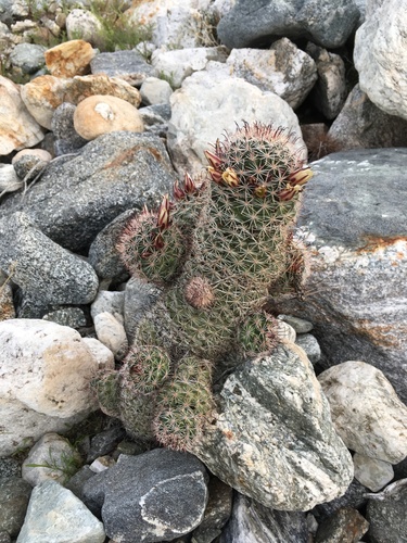 iNaturalist observation photo of Peninsular fishhook cactus