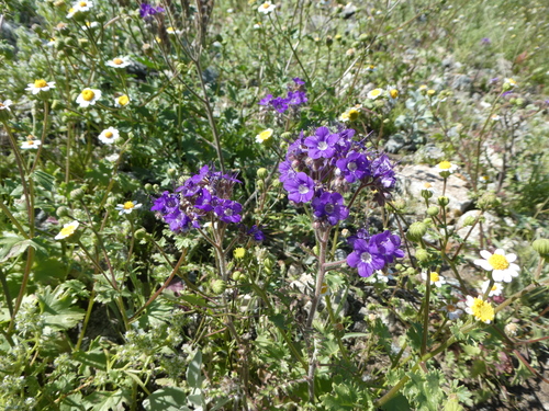 iNaturalist observation photo of Notch-leaf Scorpionweed