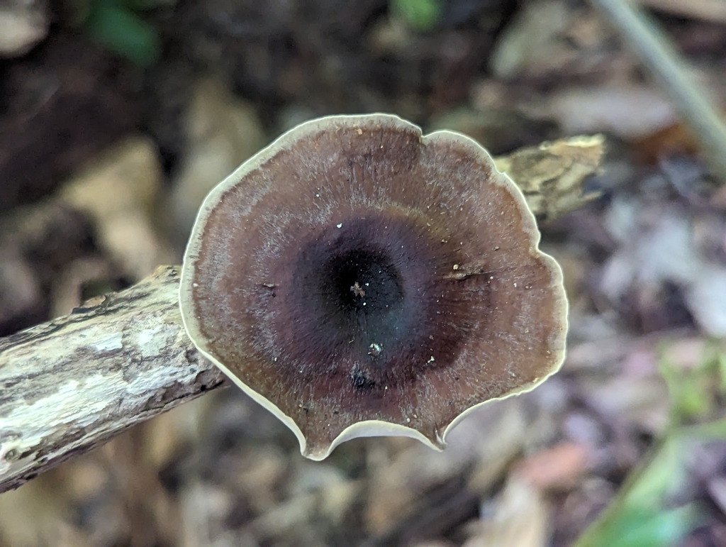 Neodictyopus dictyopus