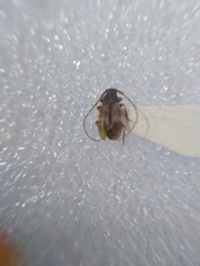 Exocentrus lusitanus