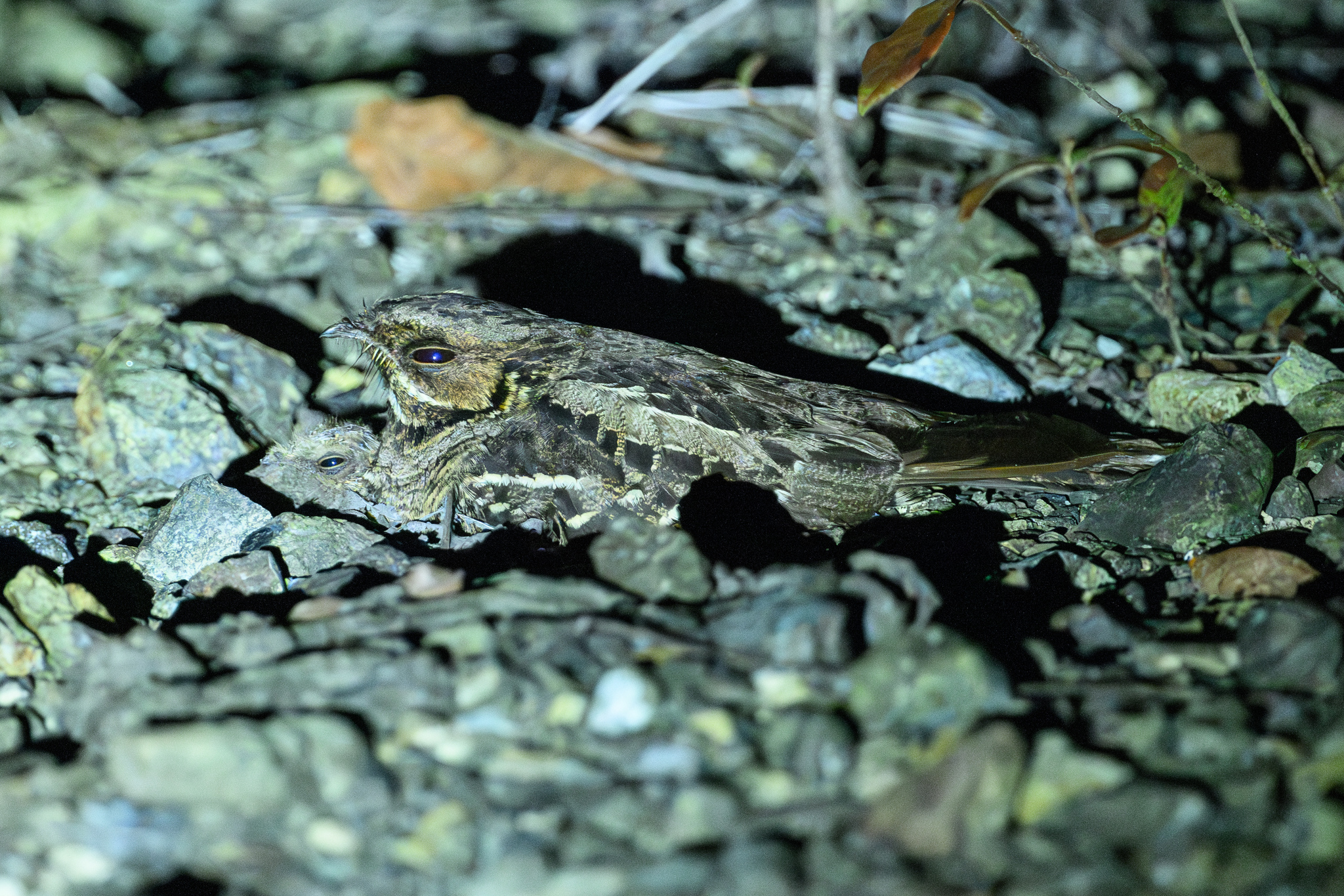 Large-tailed Nightjar