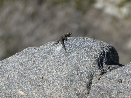 iNaturalist observation photo of Western Side-blotched Lizard