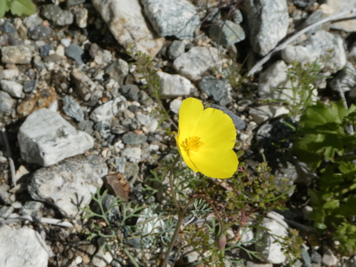 iNaturalist observation photo of goldpoppy