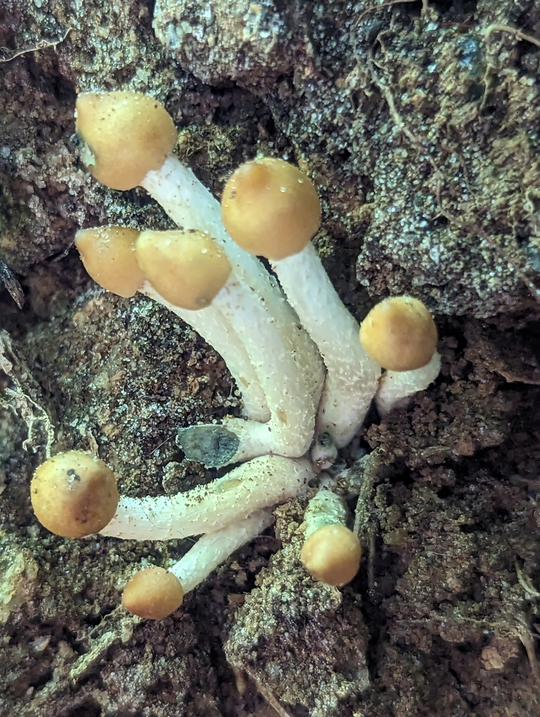Psilocybe zapotecorum · November 2023 · photo: © alan_rockefeller (iNaturalist, cc-by-sa)