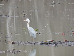 Ardea cinerea