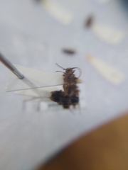 Exocentrus lusitanus