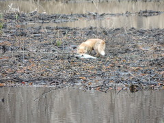 Vulpes vulpes schrencki