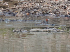 Tachybaptus ruficollis