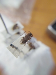 Exocentrus lusitanus