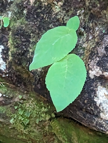 Sinningia tuberosa