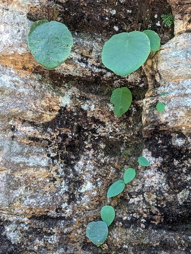 Sinningia tuberosa