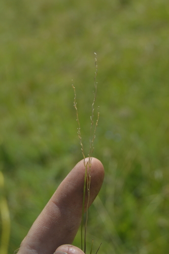 Flaccid Finger Grass (Digitaria flaccida)