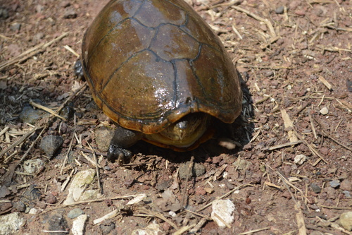 Herrera's Mud Turtle