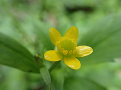Ranunculus cantoniensis