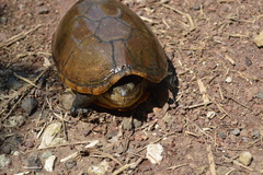 Kinosternon herrerai