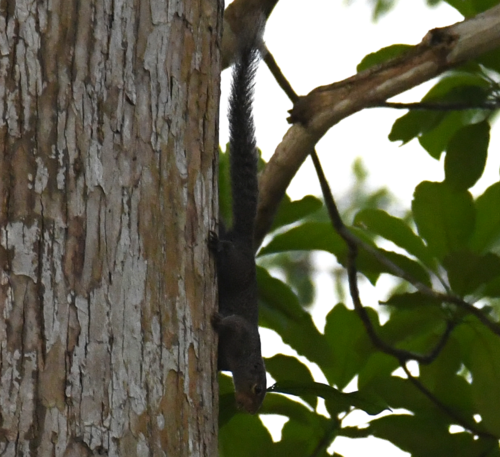 Small Sun Squirrel