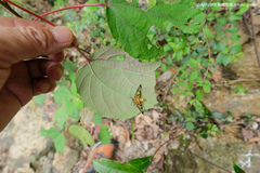 Amata grotei