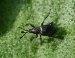 Ceratapion onopordi