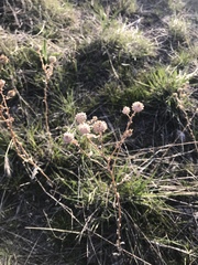 Grindelia squarrosa quasiperennis