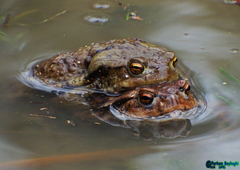 Bufo eichwaldi
