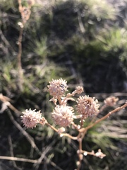 Grindelia squarrosa quasiperennis