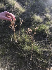 Grindelia squarrosa quasiperennis