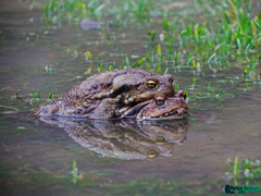 Bufo eichwaldi
