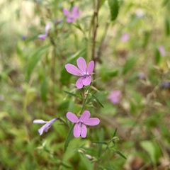 Loeselia carinata (Loeselia)