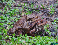 Bufo eichwaldi