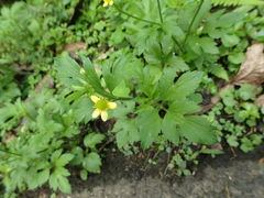 Ranunculus cantoniensis