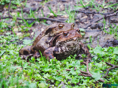 Bufo eichwaldi