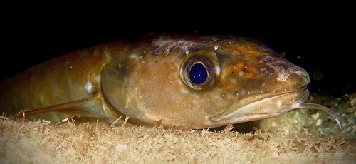 Common ling (Molva molva) — Lotidae — 2