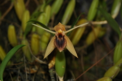 Coelogyne ovalis