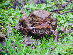 Bufo eichwaldi