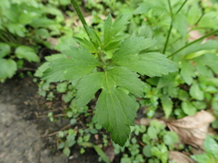Ranunculus cantoniensis