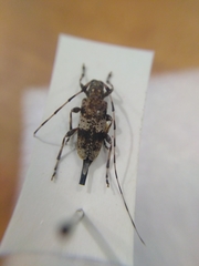 Acanthocinus griseus