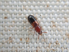 Corticeus bicolor