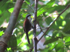 Pomatorhinus bornensis
