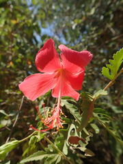 Hibiscus grandidieri var. manamboloensis image